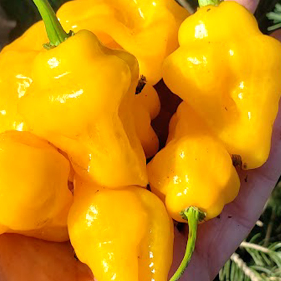 Trinidad Perfume Pepper 10 Seeds. Free Shipping!