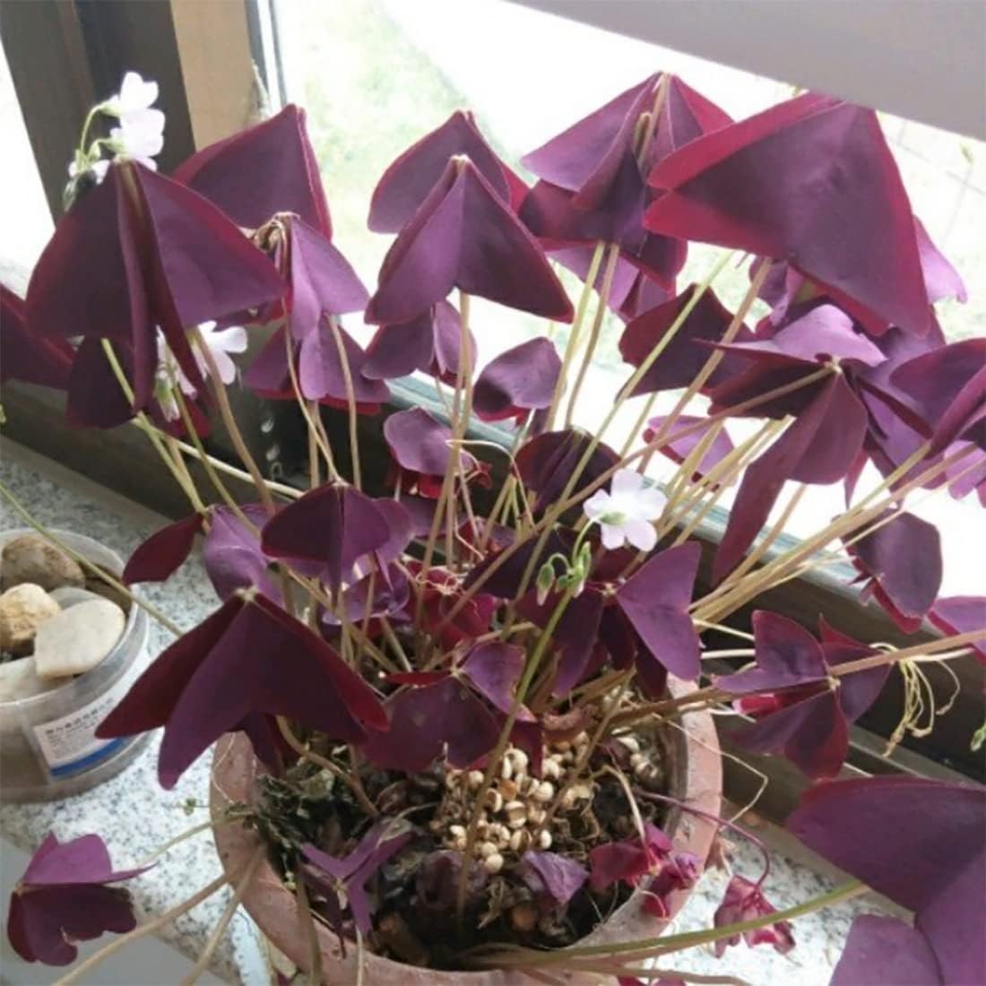 10 Count Oxalis Triangularis Bulbs – Elegant Purple Flowers for All Seasons