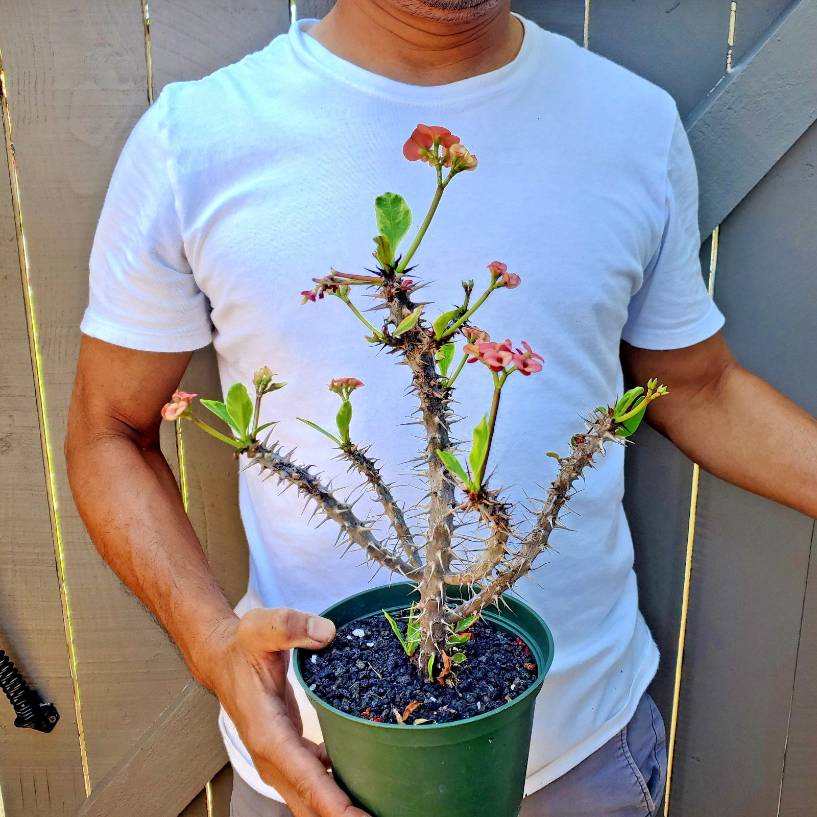 Variegated Euphorbia Milii Crown of Thorns Flower Cactus