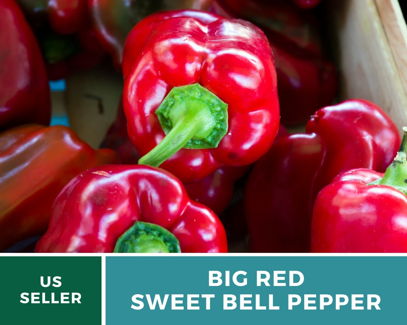 Pepper, Big Red Sweet Bell – 30 Seeds – Easy to Grow – Heirloom – GMO Free (Caps