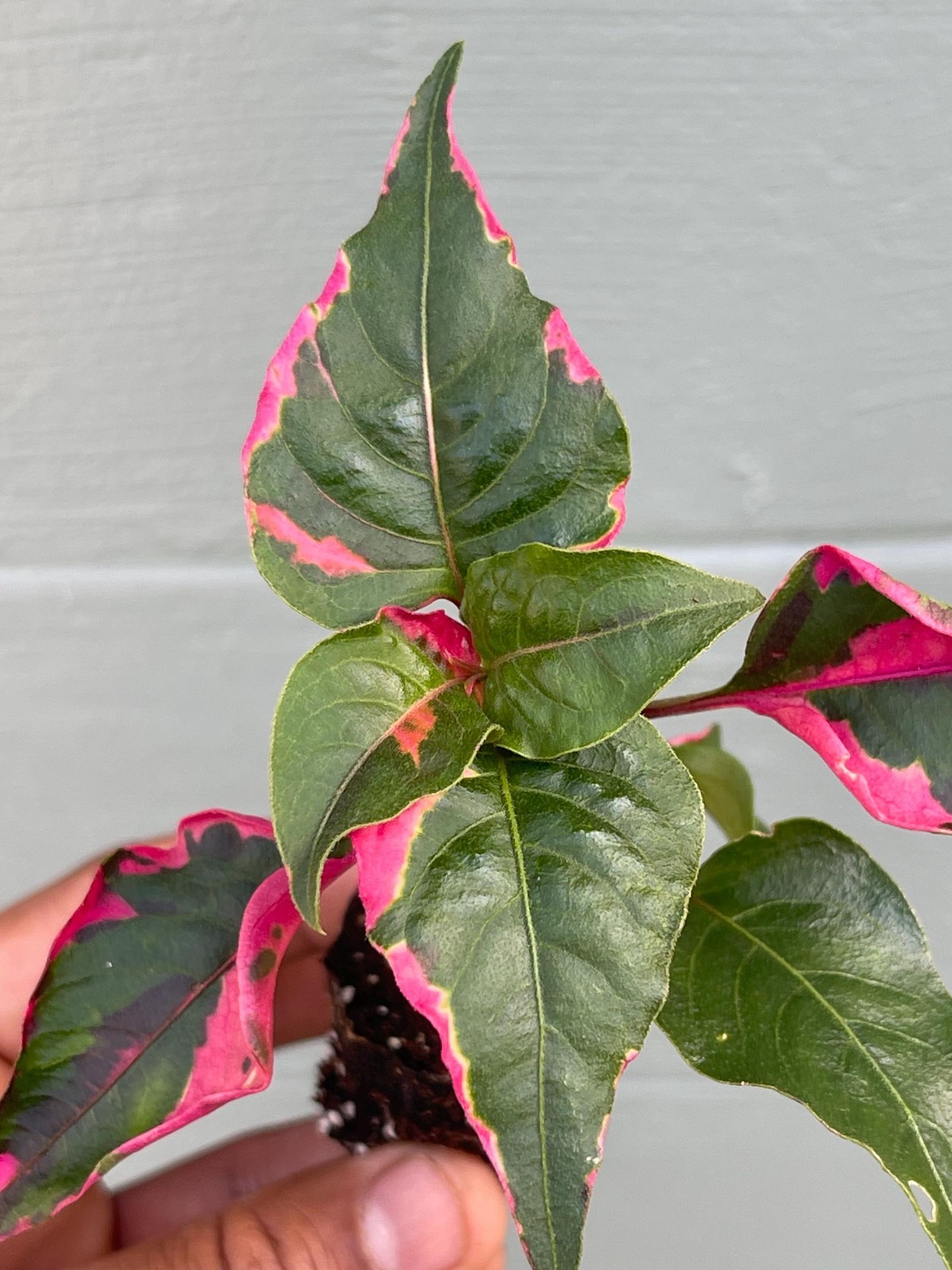 Alternanthera Party Time Plant Pink Variegated Ornamental Live Houseplant 2 Pack