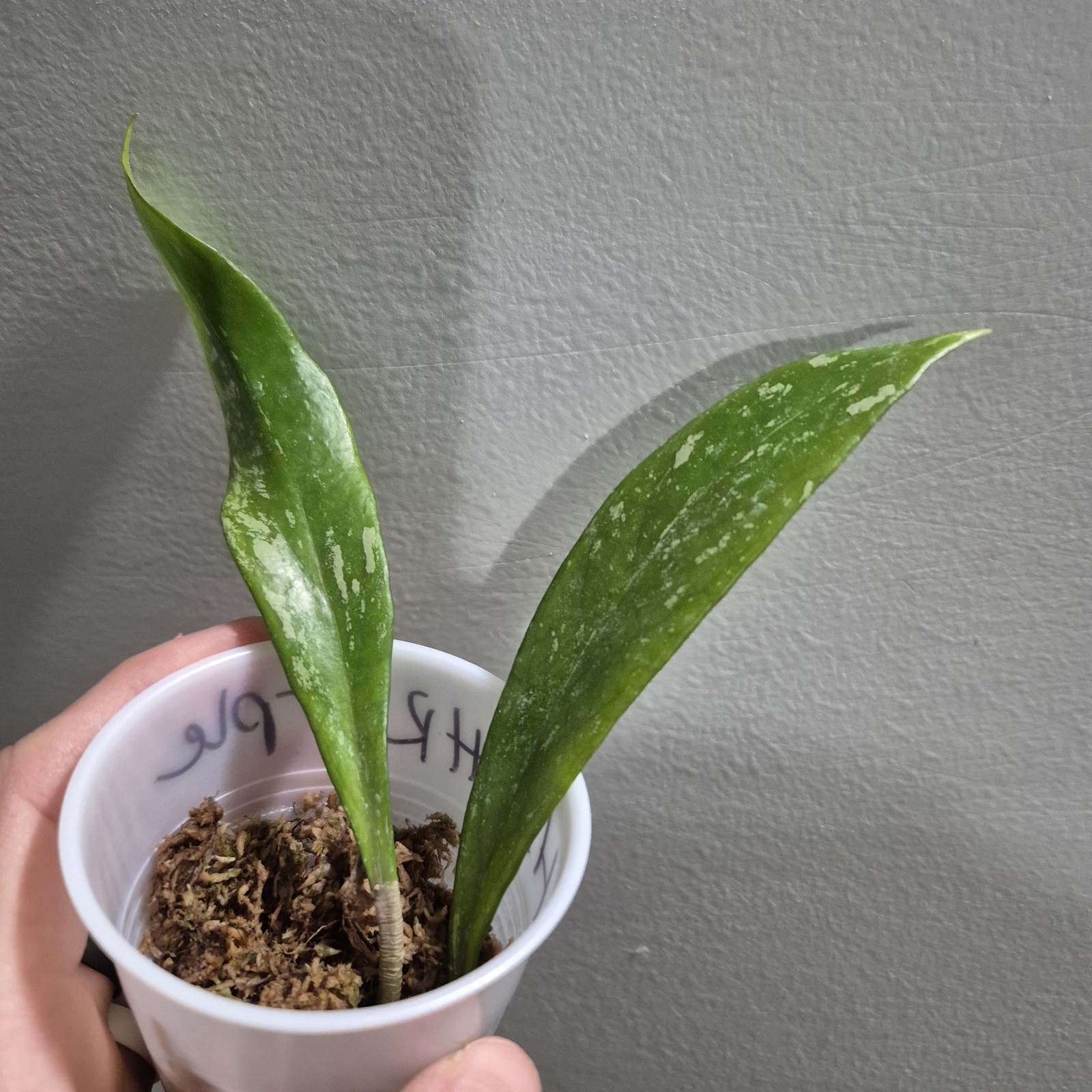 Hoya Publicalyx Royal Hawaiian Purple Rooted In 2.5″ pot wax plant