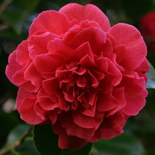 ( 1 ) – Kramers Supreme Red Camellia Japonica – Starter Plant (LG) ( 1 plant )
