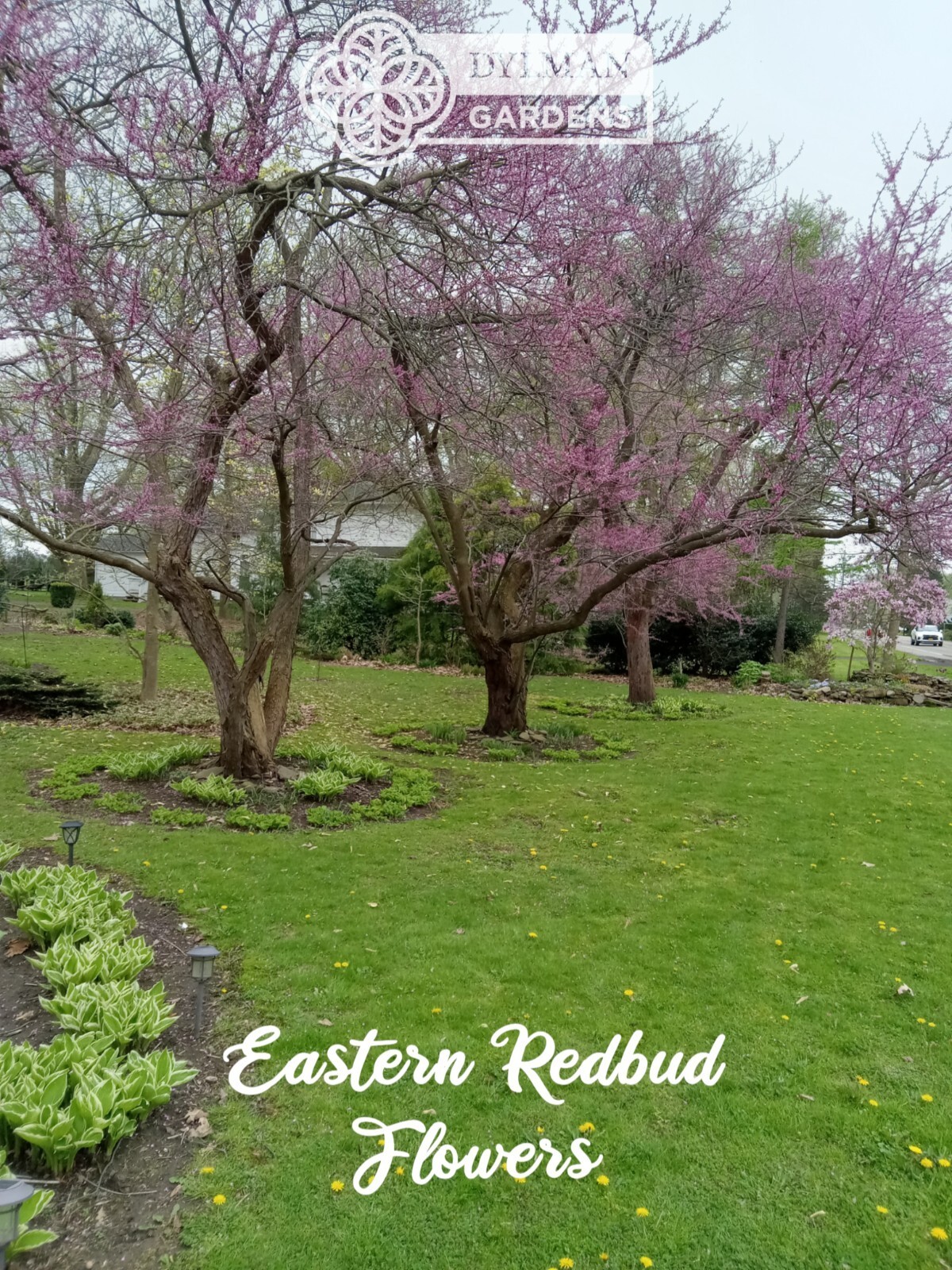 Eastern Redbud Tree (Cercis canadensis) – Pink Spring Blooms – Multiple Sizes