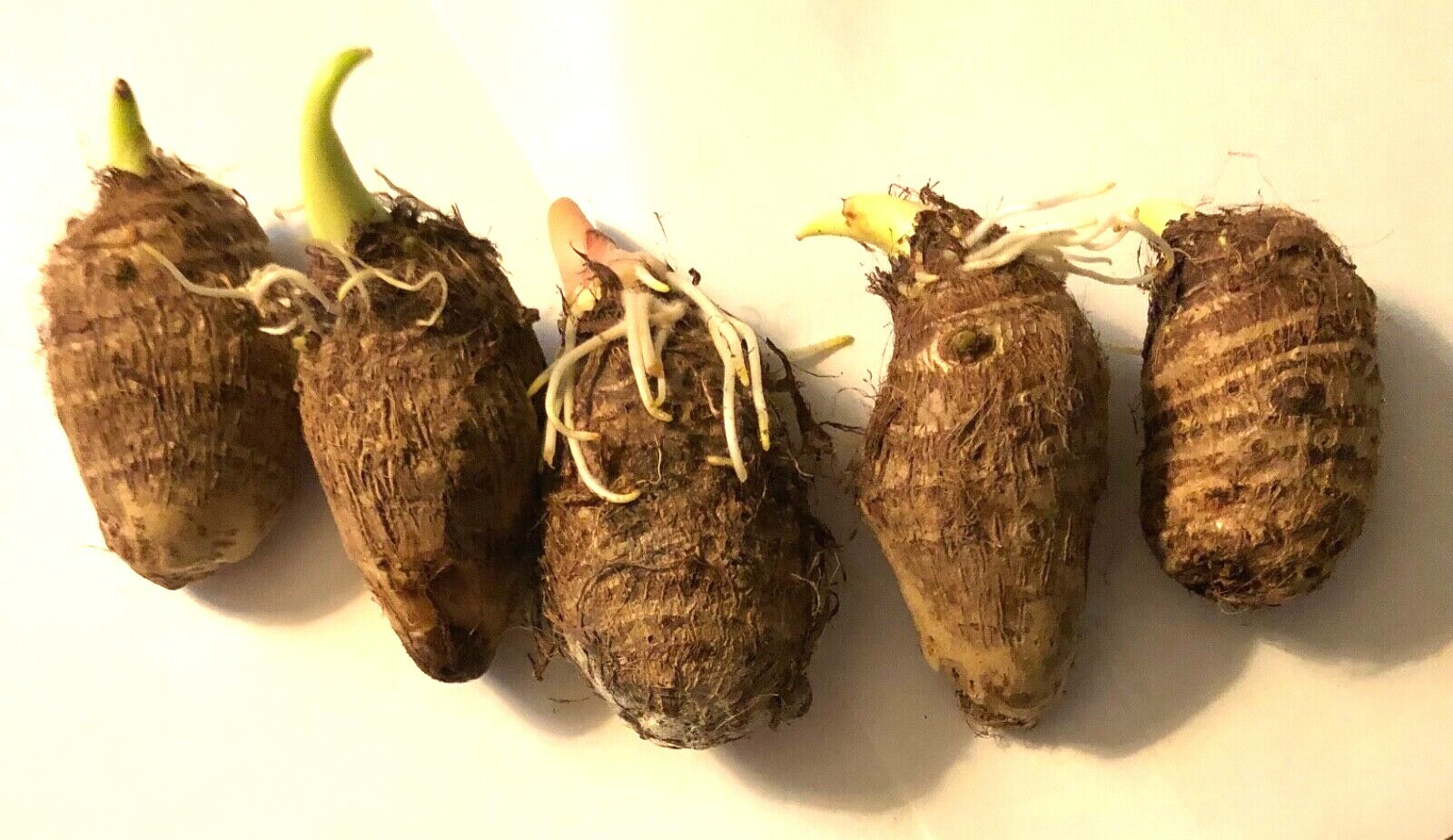 5PCS BORNEO GIANT, REGULAR ELEPHANT EAR TARO ALOCASIA MACRORRHIZA READY TO PLANT
