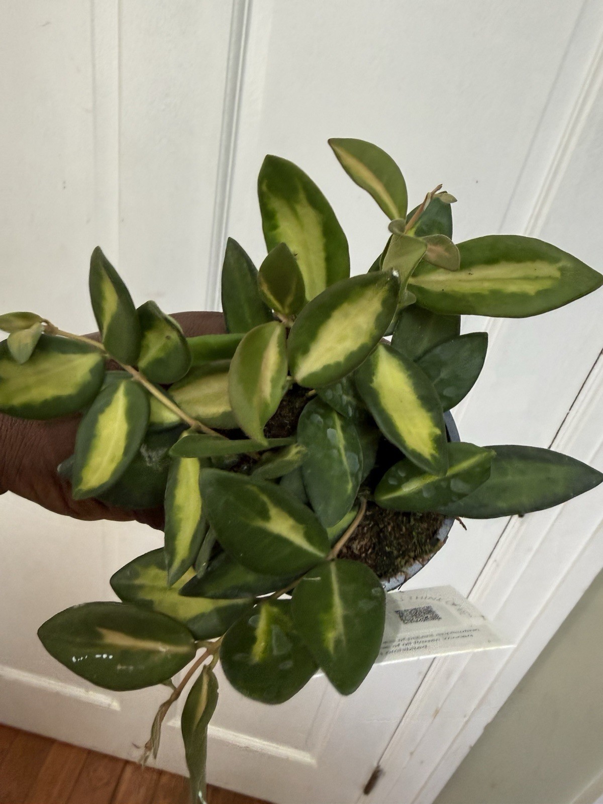 Hoya DS 70 Plant