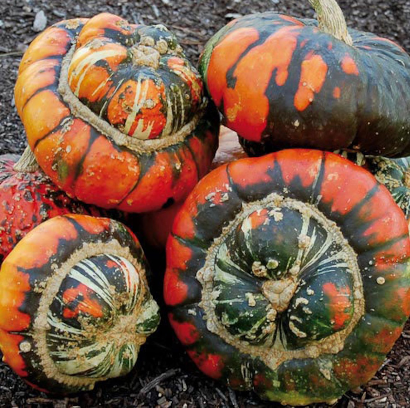 10 Turk’s Turban Pumpkin Gourd Seeds — Heirloom – Organic – NON GMO — RARE
