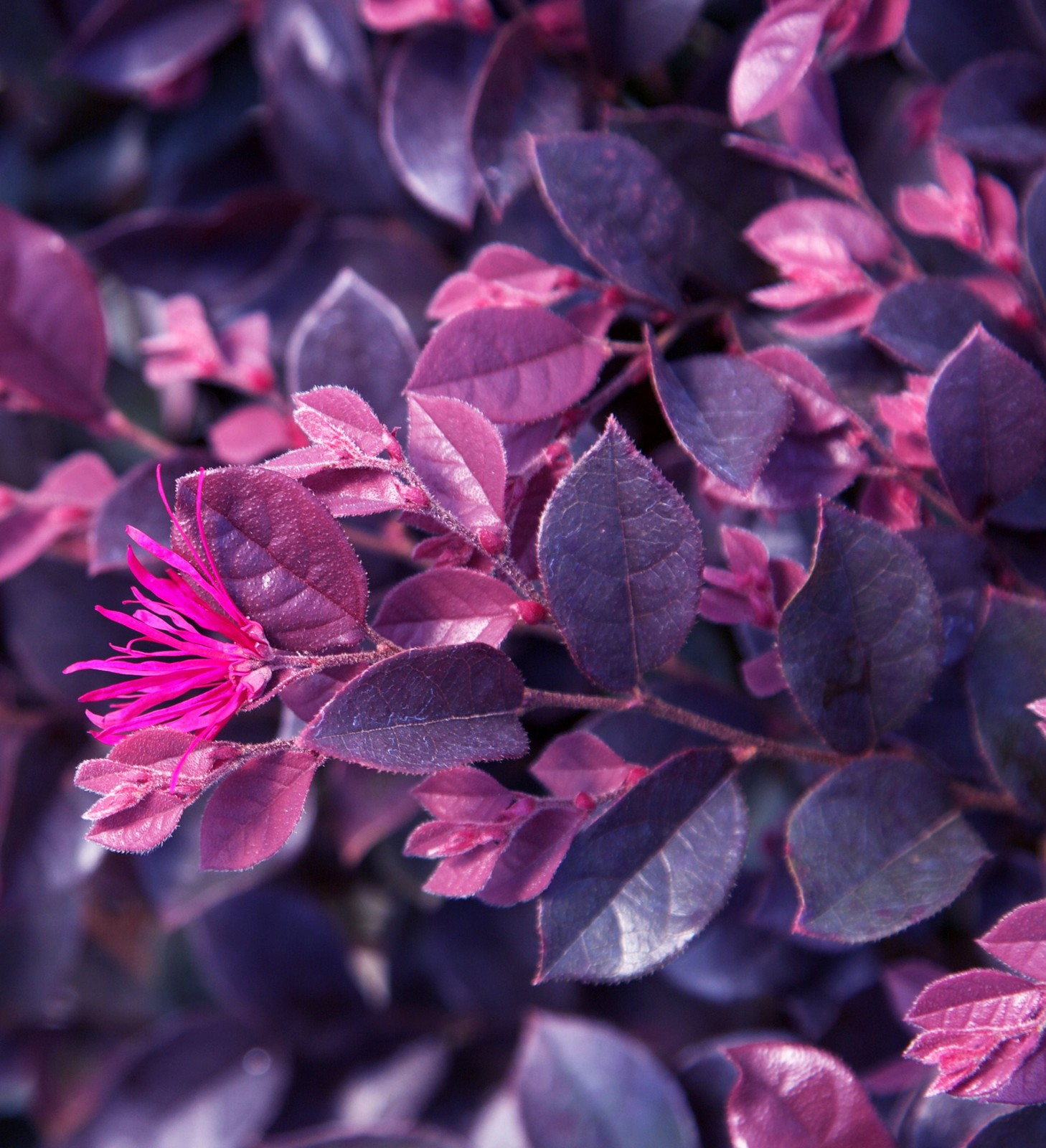 Purple Daydream Loropetalum Live Shrub in 2.5-Quart Grower Pot
