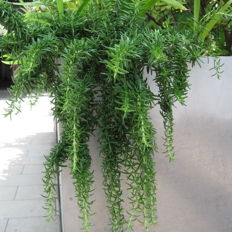 Rosmarinus officinalis ‘Prostratus’ (Creeping Rosemary) in 4″ Pot