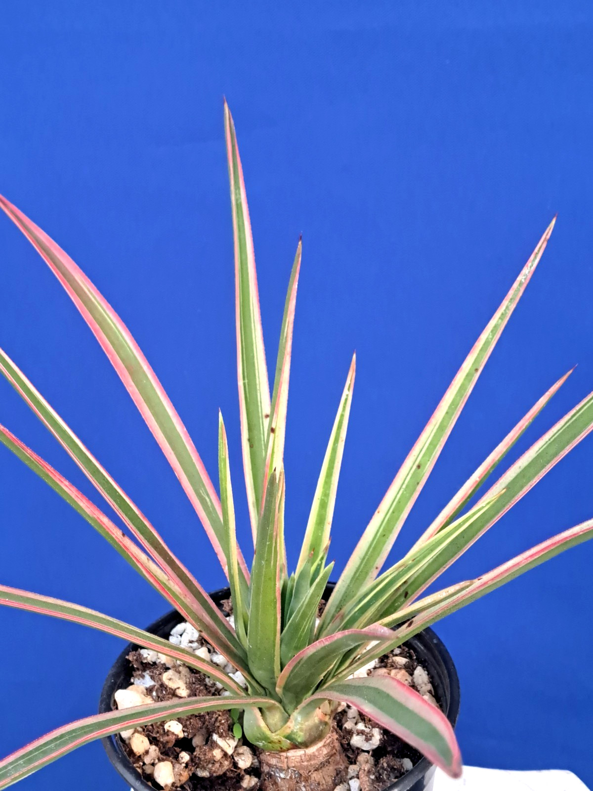 Yucca Aloifolia Variegated Tree Plant Succulent Cactus
