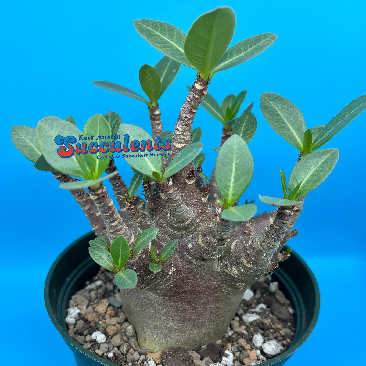Adenium thai socotranum hybrid ‘black skin’ – Live Rooted Succulent