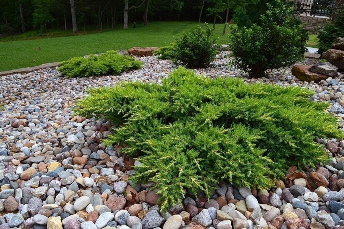 Juniper Monna Sierra Spreader | 4 Inch | Drought Tolerant | Evergreen