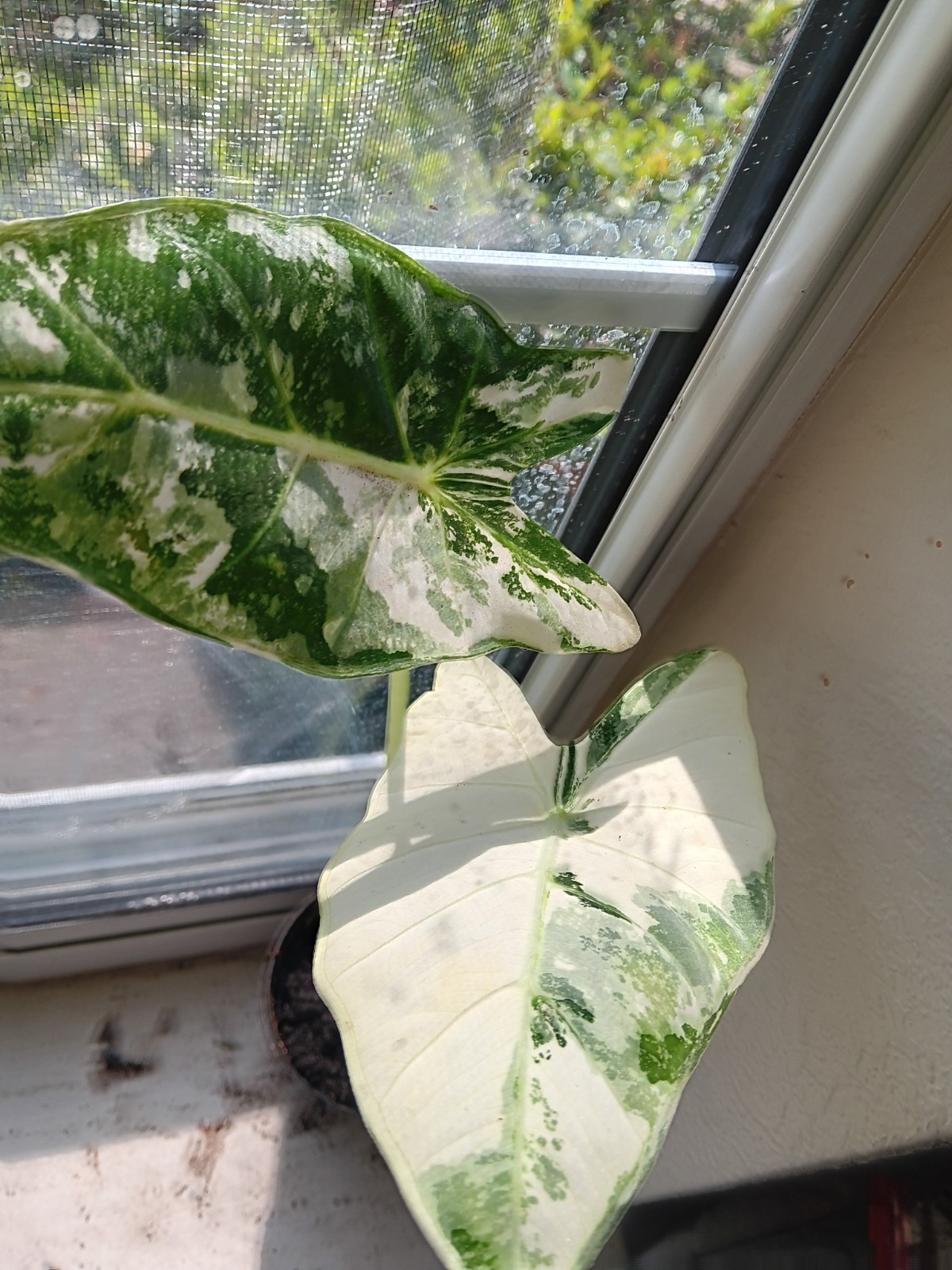 Alocasia Frydek Variegated 12+ In. Tal(4″ Well Taken Care Of Indoor houseplant!