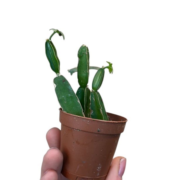 Cissus Quadrangularis Plant Veldt Grape Indoor Houseplant 4-6″ Tall In 2.5″ Pot