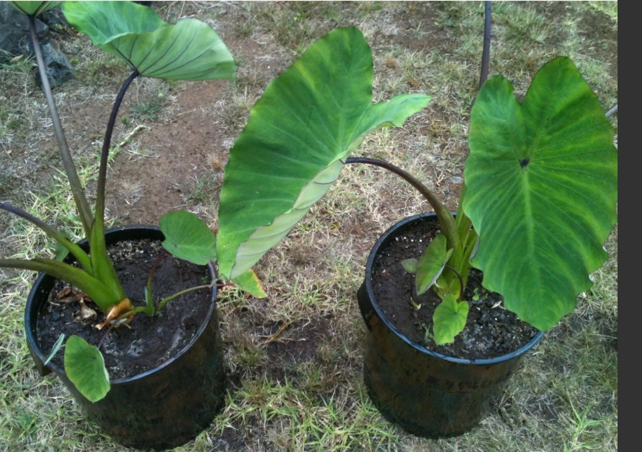 Taro Bun Long Dry Land Very Nutritions(3 plants)