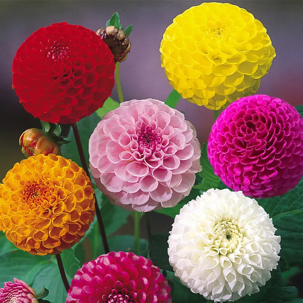 Dahlia Pom pom mix 20 seed