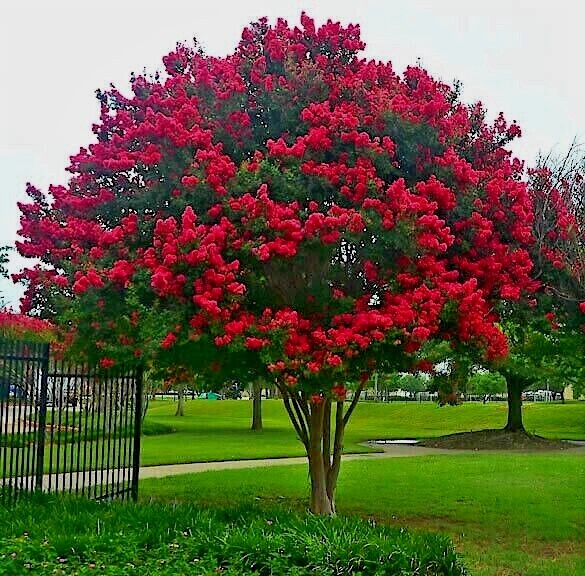 CRAPE MYRTLE TREE SEEDS Crepe (Lagerstroemia Indica) Fast Lilac Flower Plant
