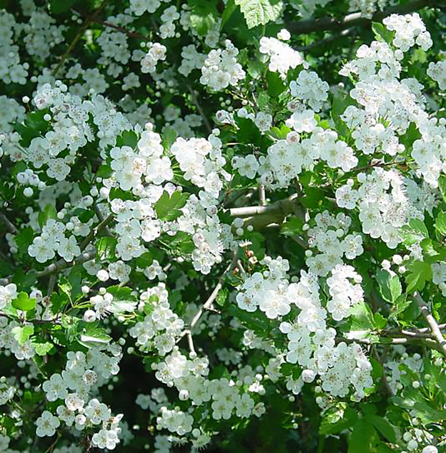 English Hawthorn, Crataegus laevigata, Tree Seeds