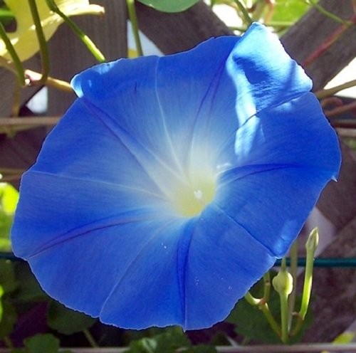 Morning Glory Heavenly Blue Flower UNTREATED Ipomoea Tricolor Seeds by (1,500…