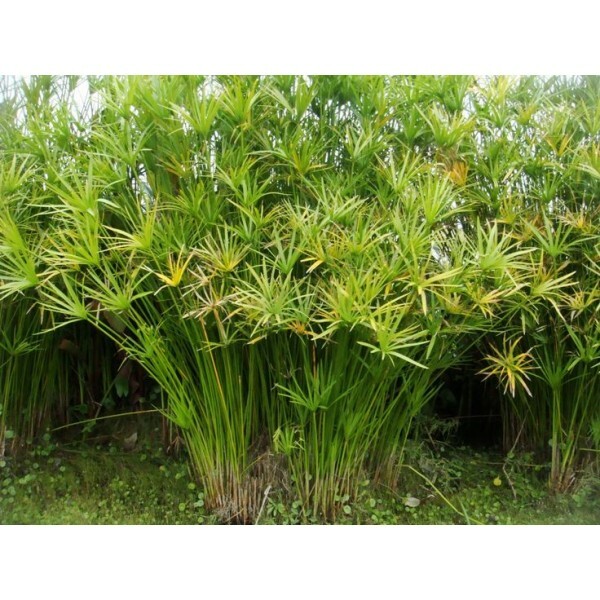 Live Umbrella Palm Tropical Aquatic Marginal Pond Plant