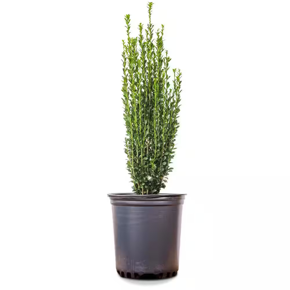 Sky Pencil Holly Shrub in 1 Gal. Grower’S Pot