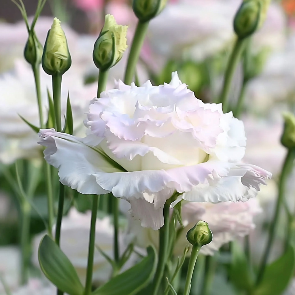 Voyage 2 First Love Lisianthus 25 Seeds | Pale Pink Eustoma Grandiflorum