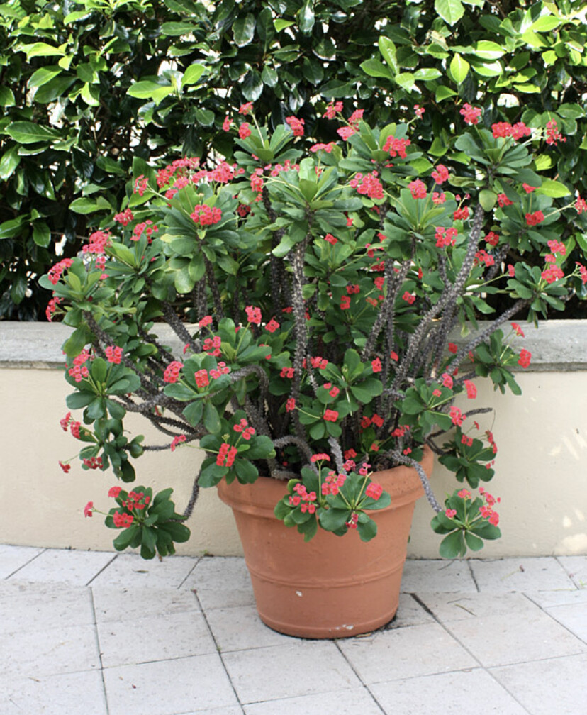 *SRI SANGTHONG*Crown Of Thorns-Euphorbia Milii*CHRIST PLANT**STARTER PLANT