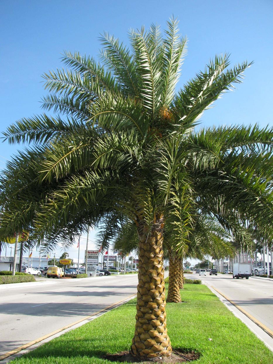 Silver Date Palm (Phoenix Sylvestris) – One Gallon Size