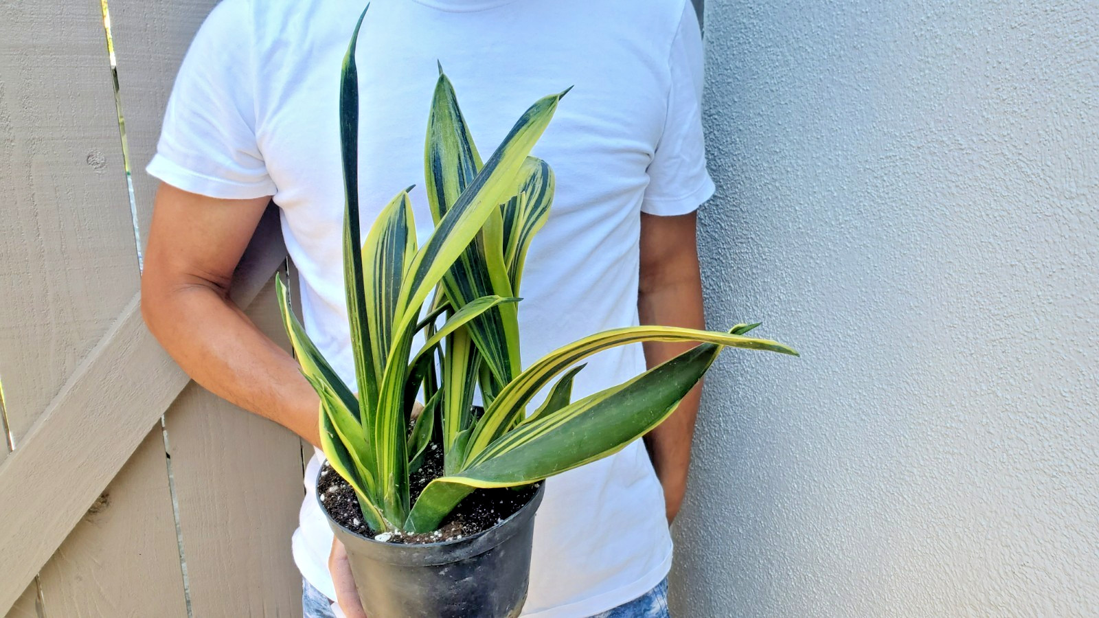 Sansevieria trifasciata Gold Flame Succulent