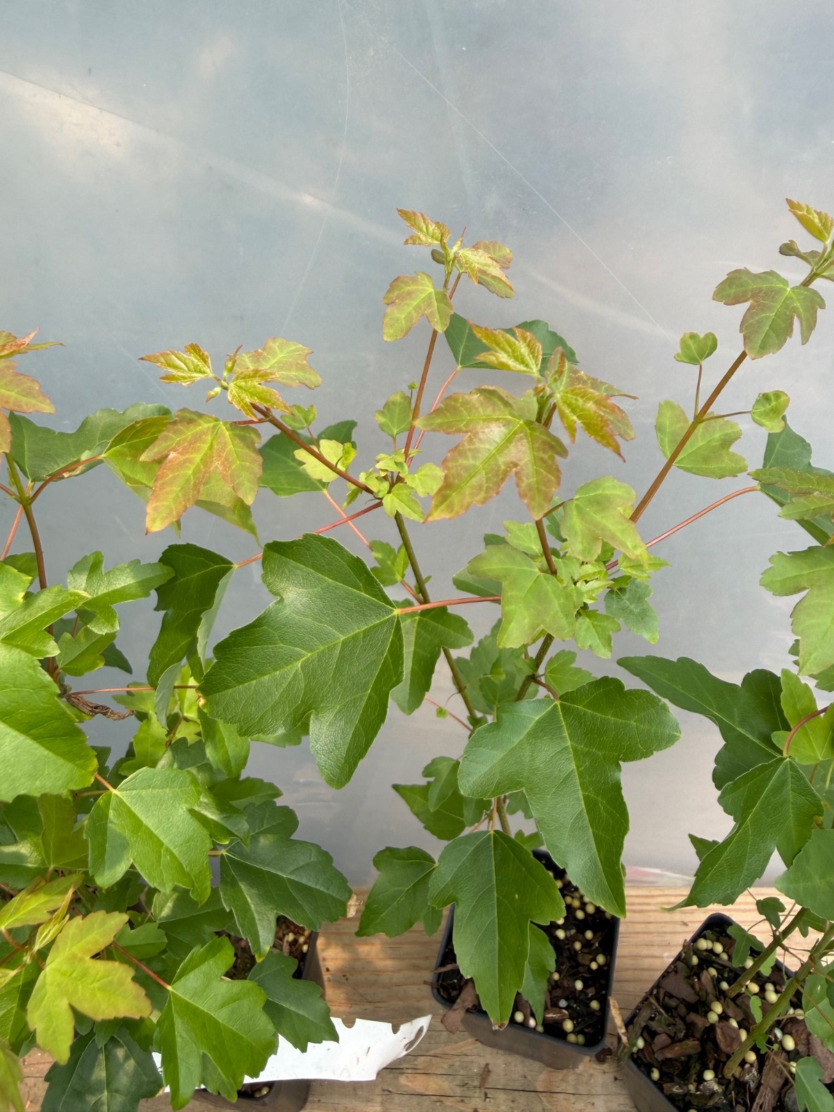 (3, 5 or 7) Trident Maple seedlings, pre bonsai or landscape!