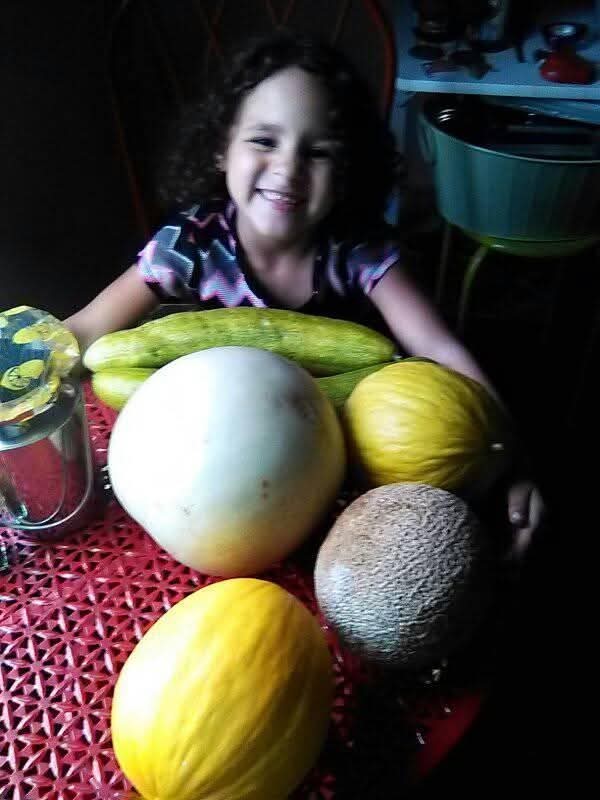 3 Muskmelon seed packs Cantaloupe melon, yellow canary melon, honey dew melon.