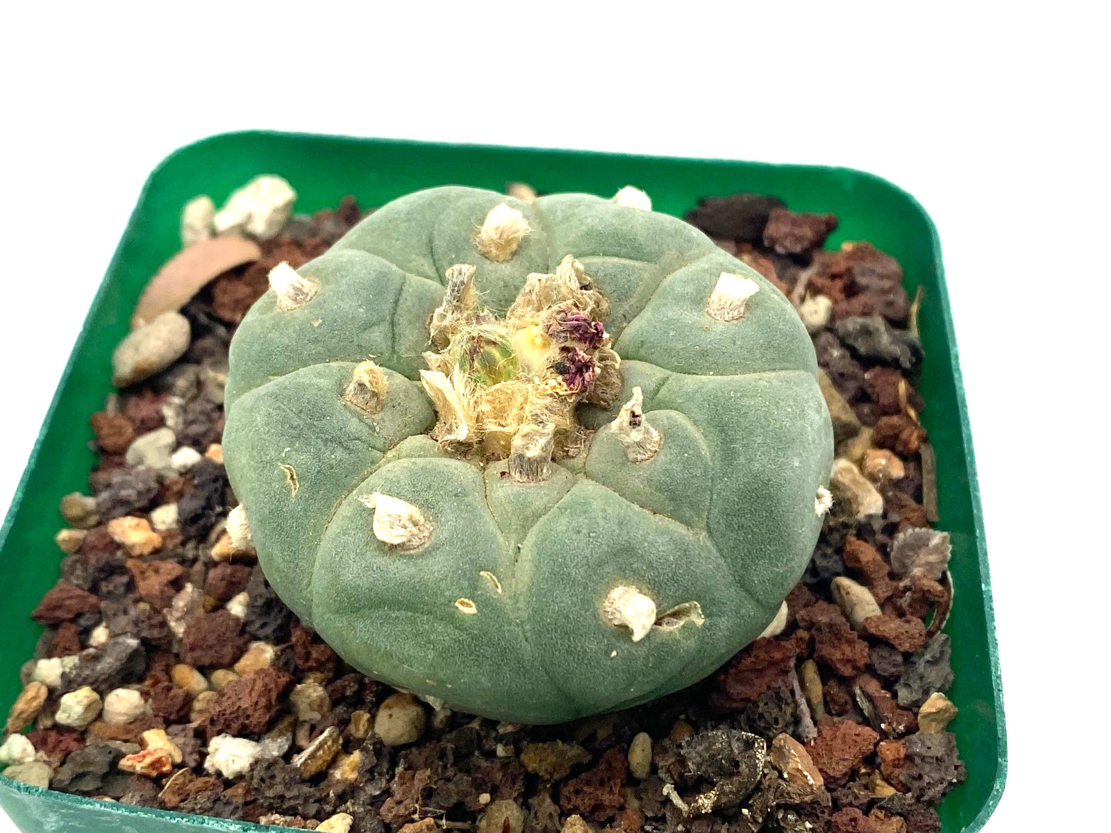 Ariocarpus LF Seed Grown 1.8 Inches Wide Not Astrophytum Aztekium