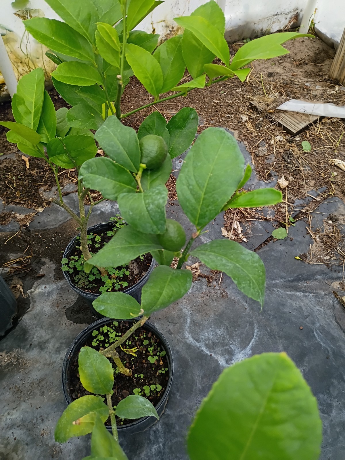 Meyer Lemon Tree In 1 Gallon Pot Producing