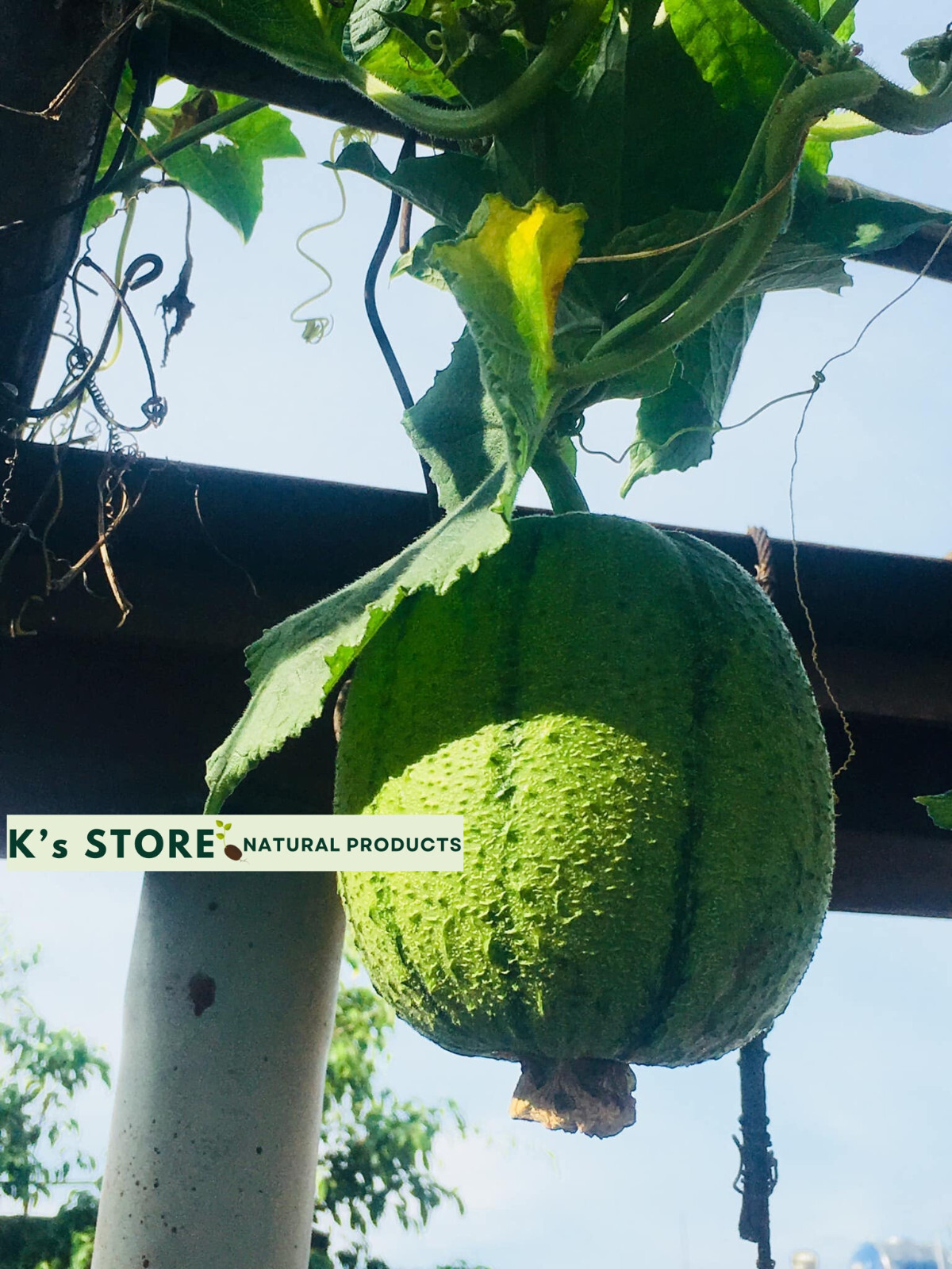 Taiwan APPLE LUFFA Hybrid Seeds; 蘋果絲瓜 very sweet can be eaten raw; from 農友種苗