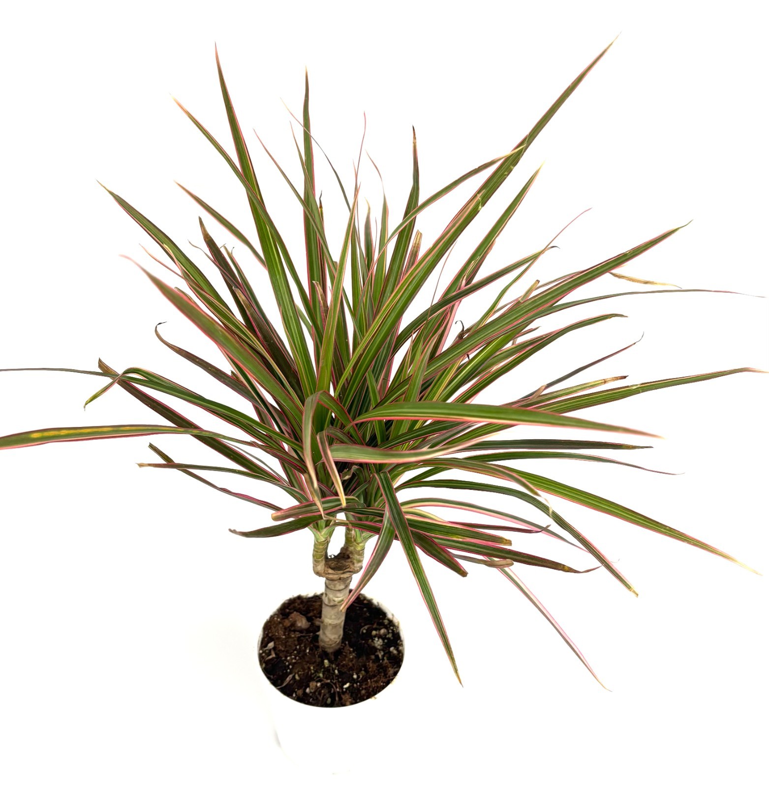 Dracaena Colorama Cane Potted House Plants Air Purifying