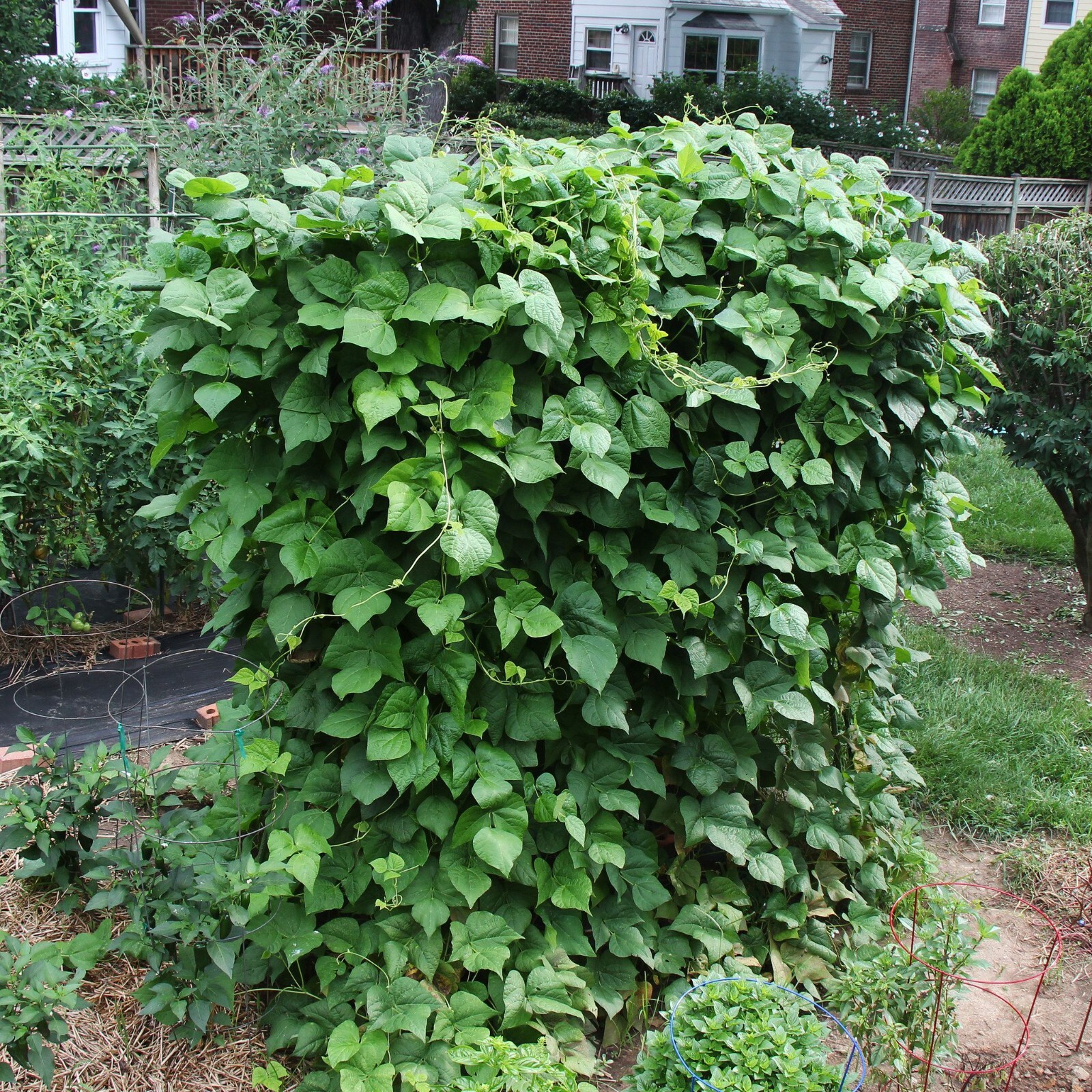 Blue Lake POLE Bean Seeds | Non-GMO | Fresh Garden Seeds BULK