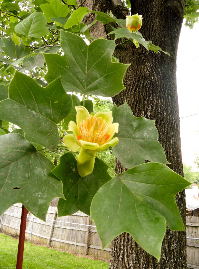 Live Tulip Tree – 6–12″ Tall – Quart Pot – No Shipping to AK, HI and PR