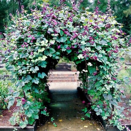 Hyacinth Bean Vine Seeds – 20 Seeds – Grow Purple Pod Beans – Dolichos Lablab