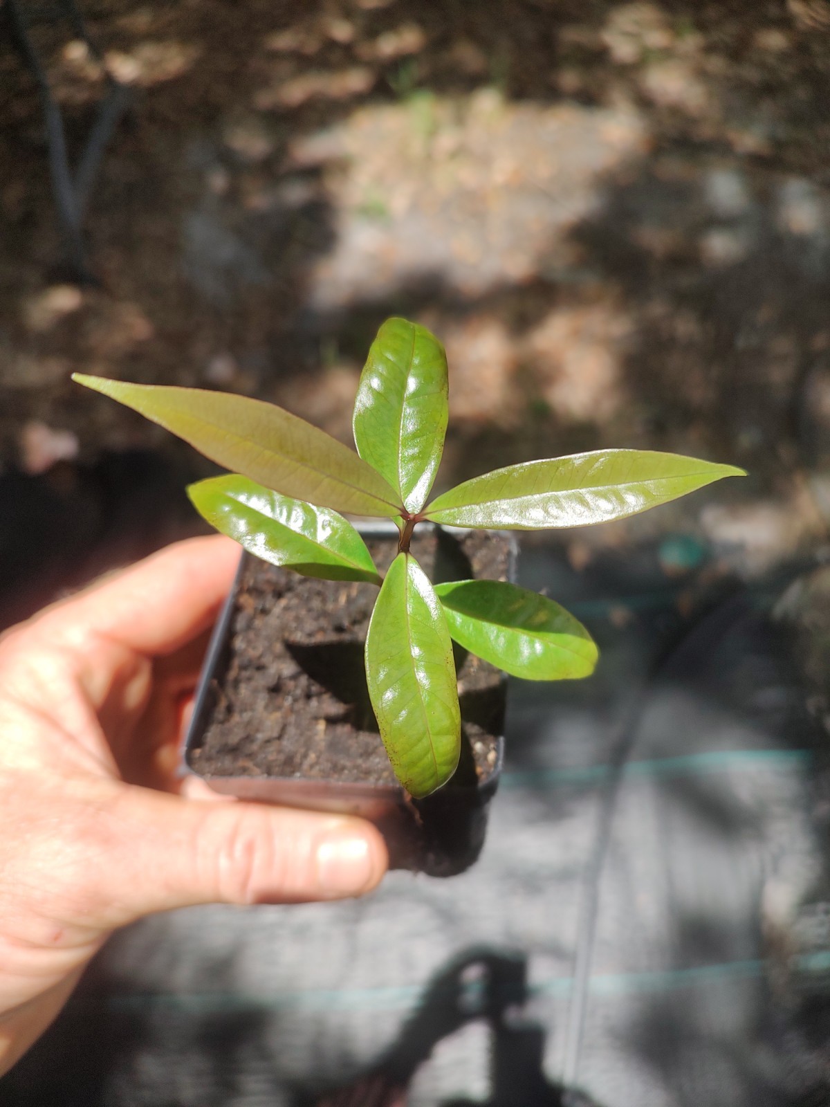 Rose Apple tree 4 Inch Cell Free Shipping In The US