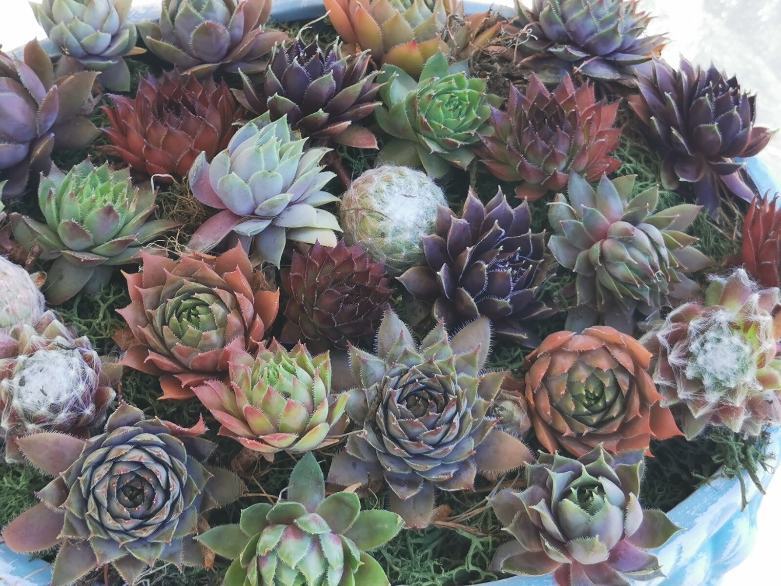 Succulents 9 varieties Hen and Chick Sempervivum Indoor Outdoor Cold Hardy