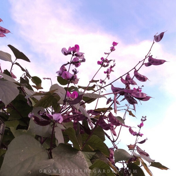 100 seeds Hyacinth Bean Seeds Heirloom Flowering Vine Purple Ship w/ tracking #