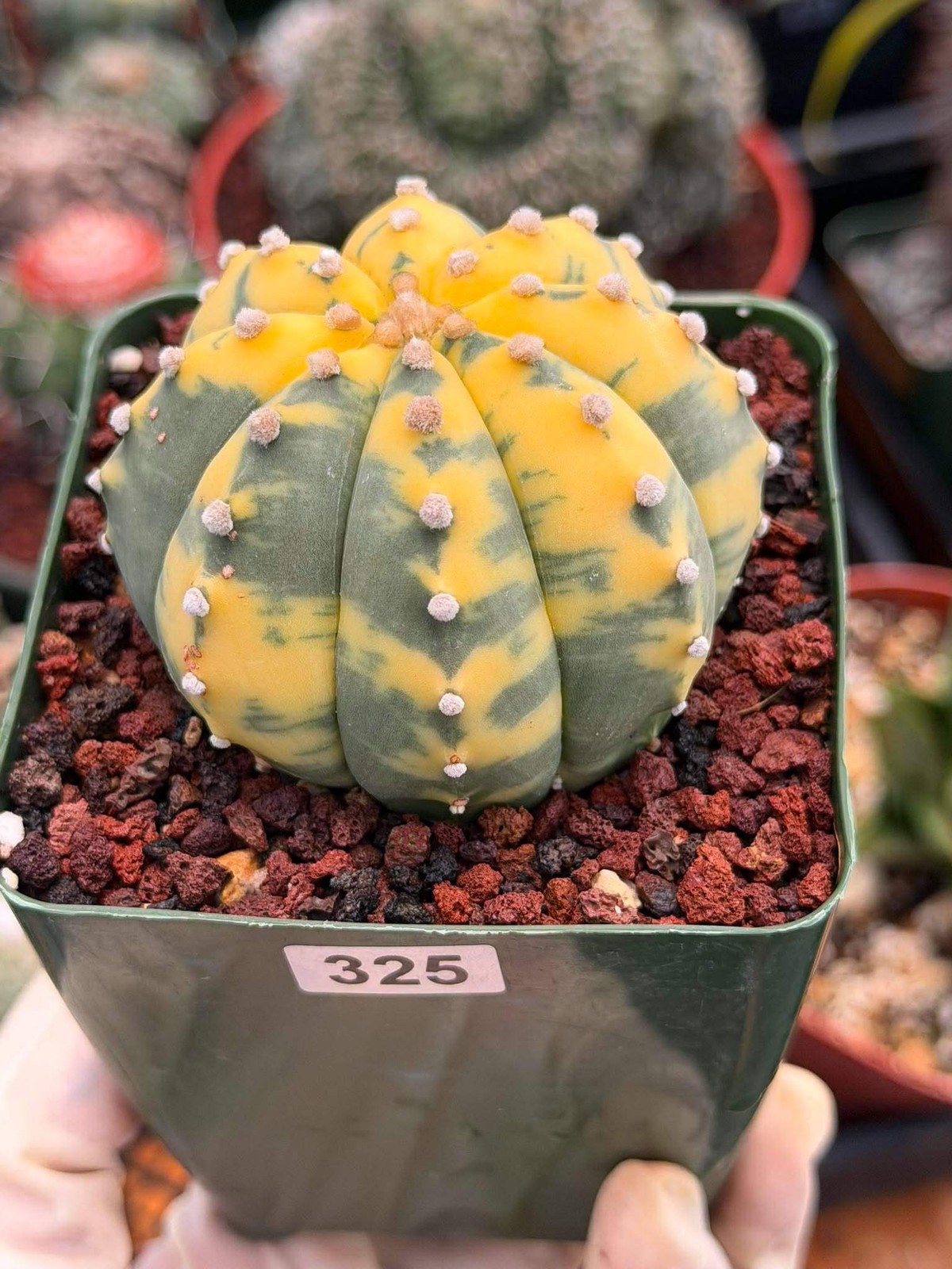 Variegated Astrophytum Asterias – Seed Grown