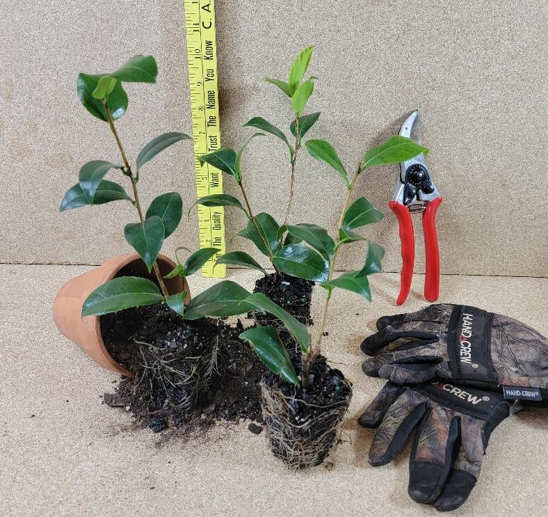 ( 1 ) – Dad’s Pink Camellia Japonica – Starter Plant ( 4L ) ( 1 live plant )