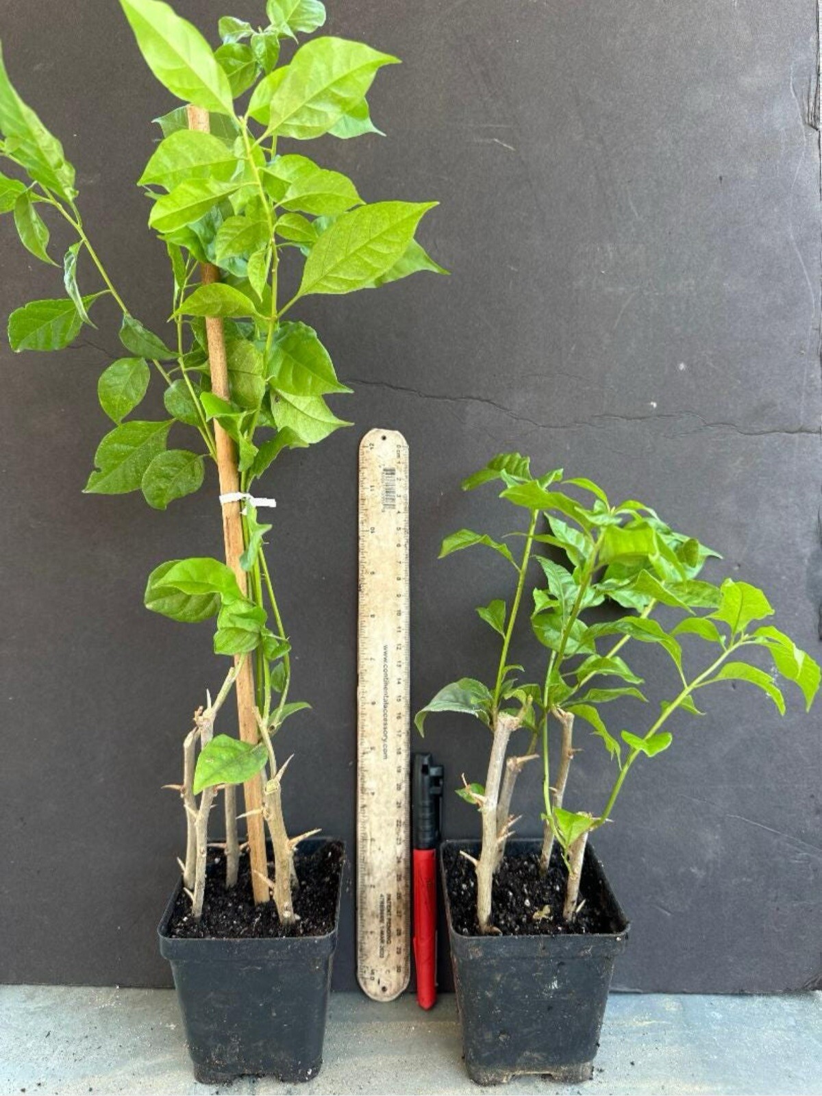 4” Pot of Bambino Bi Color Pink Bougainvillea Plant-Height & Fullness Varies