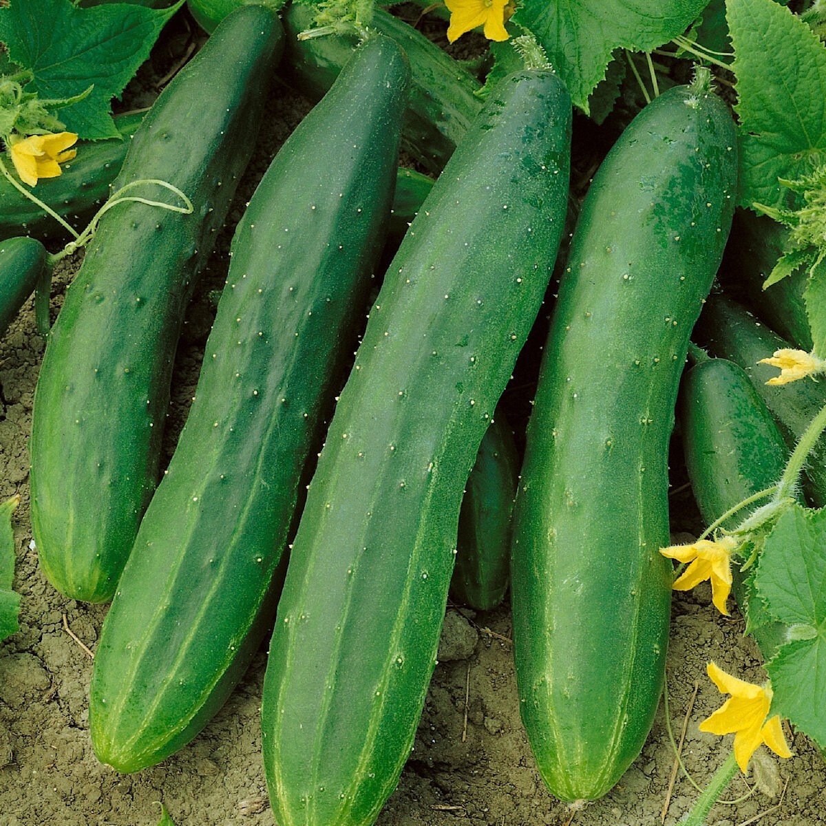 1/4 Lb Straight Eight Cucumber Seeds – Everwilde Farms Mylar Seed Packet