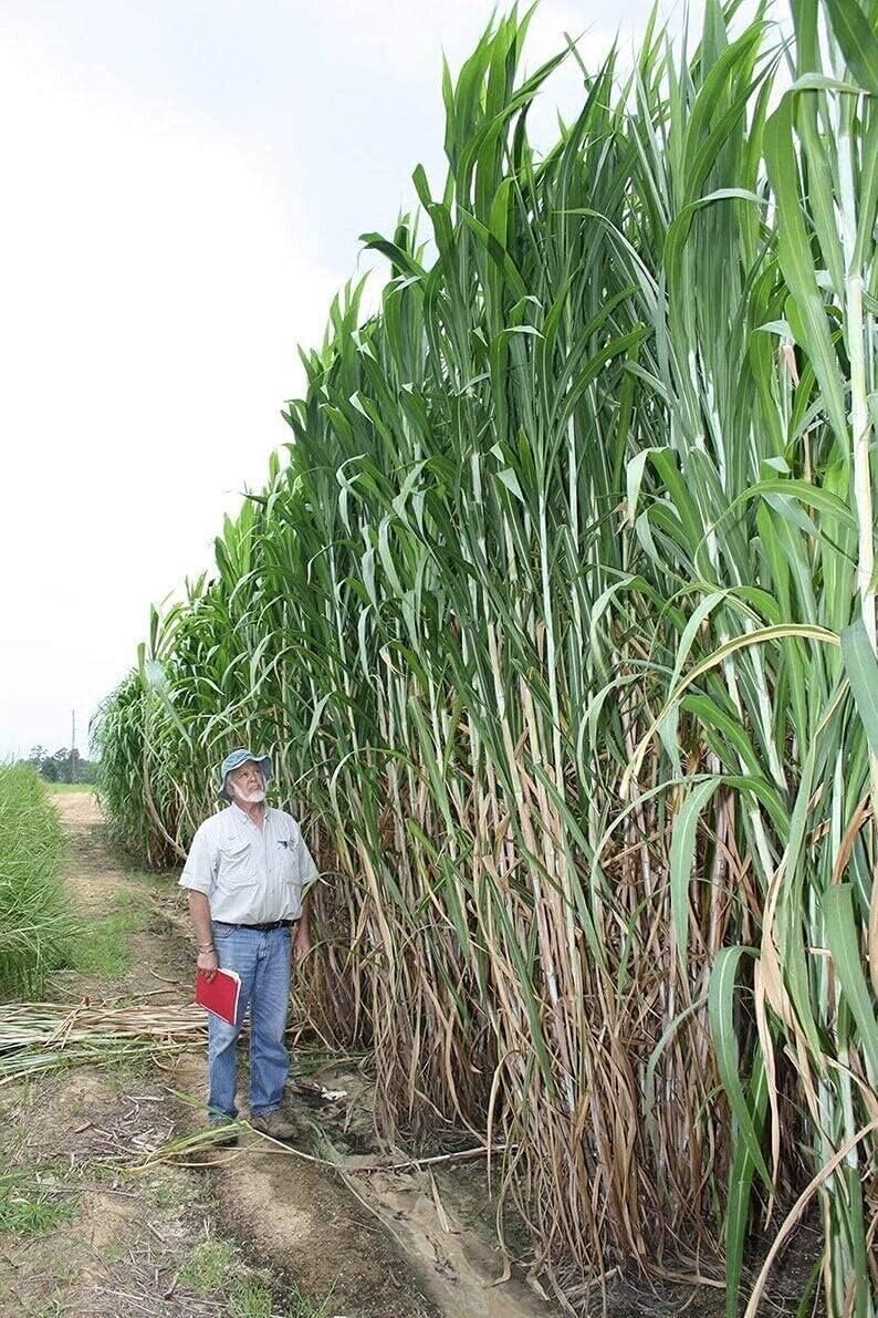 Elephant Grass Seeds – Tallest Grass in The World – Ships from Iowa, Made in USA