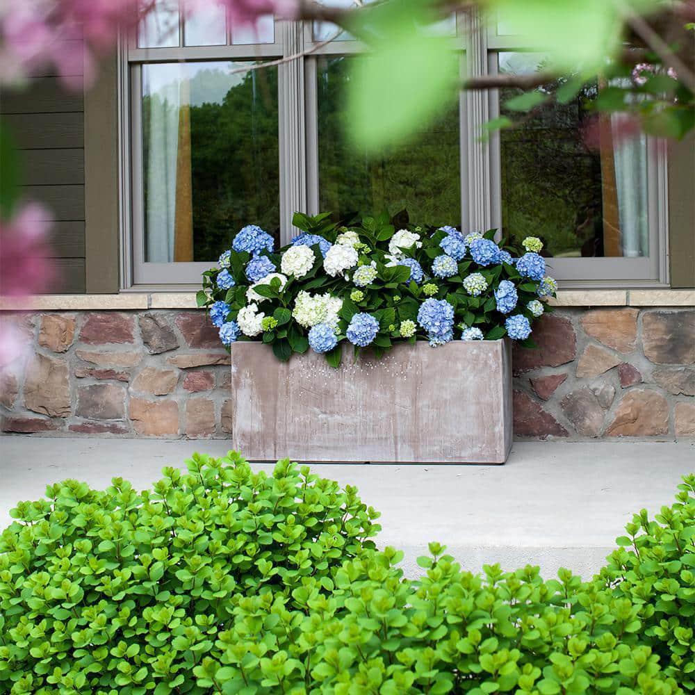 Endless Summer 1 Gal. Original Reblooming Hydrangea Shrub Pink/Blue Flowers