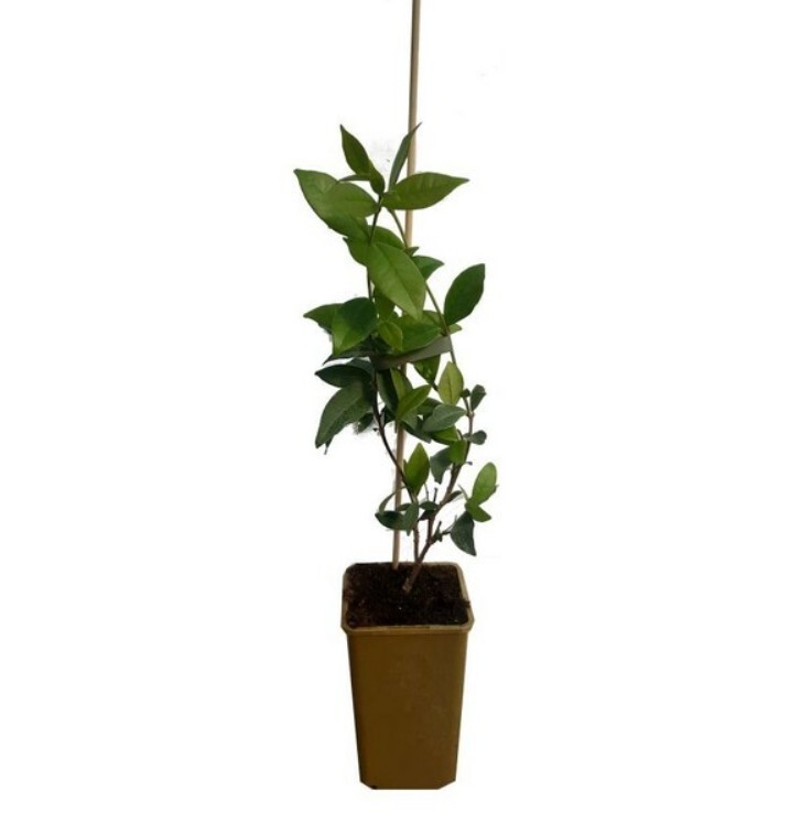Star Jasmine Plant Pink Showers Trachelospermum Jasminoides Flower 4-6″H 2.5″Pot