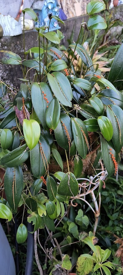 Pleurothallis truncata orchid, Rare orchid in pot blooming stage