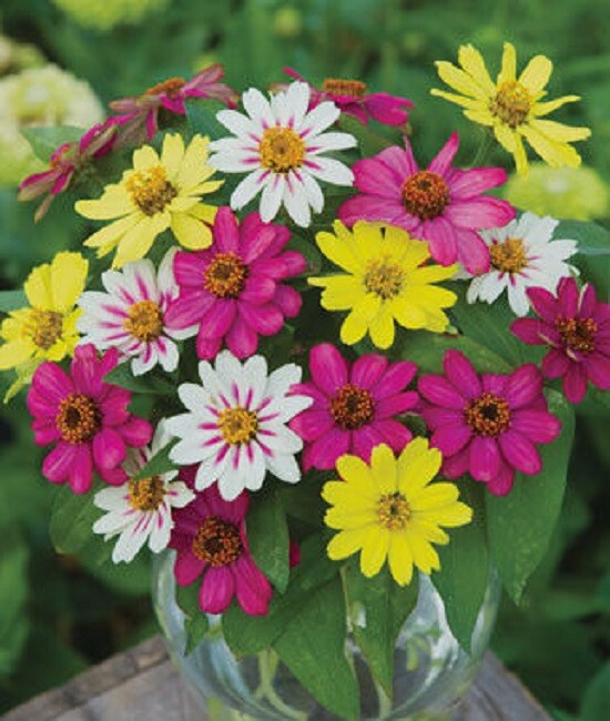 Zinnia Seeds 25 Seeds Zinnia Zahara Raspberry Lemonade Mix